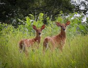 Photo Contest 2018-19: Wildlife & Plant Life