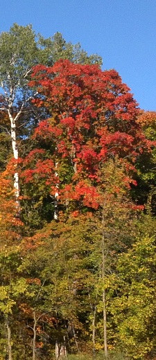 Vibrant fall color